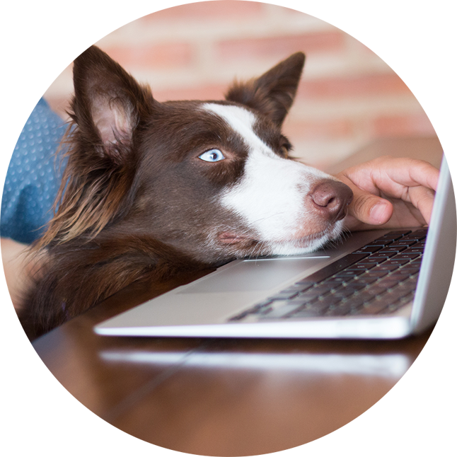 Dog And Owner Browsing Laptop
